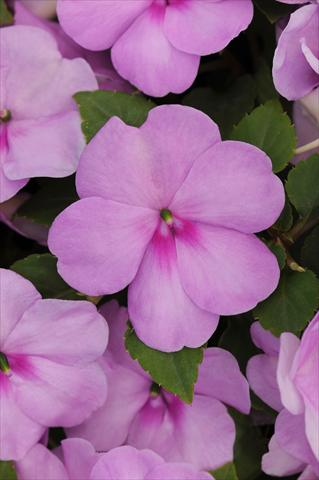 Foto de variedad de flores para ser usadas como: Maceta y planta de temporada Impatiens walleriana Impreza™ Blue Pearl