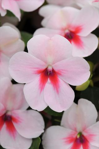 Foto de variedad de flores para ser usadas como: Maceta y planta de temporada Impatiens walleriana Impreza™ Cherry Splash