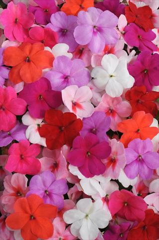 Foto de variedad de flores para ser usadas como: Maceta y planta de temporada Impatiens walleriana Impreza™ Formula Mixture