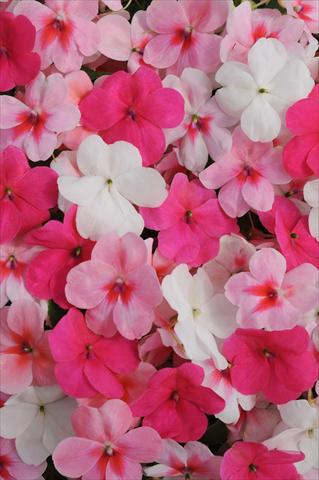 Foto de variedad de flores para ser usadas como: Maceta y planta de temporada Impatiens walleriana Impreza™ Pink Spring Mixture