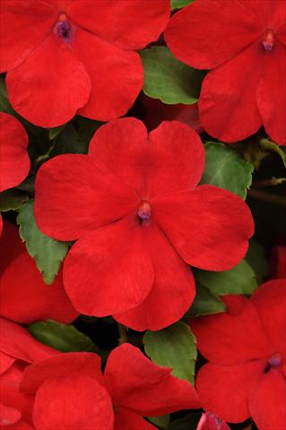 Foto de variedad de flores para ser usadas como: Maceta y planta de temporada Impatiens walleriana Impreza™ Red