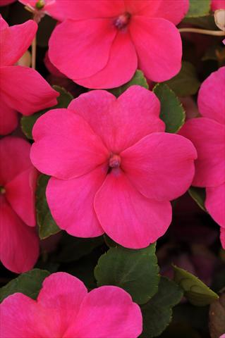 Foto de variedad de flores para ser usadas como: Maceta y planta de temporada Impatiens walleriana Impreza™ Rose