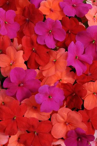 Foto de variedad de flores para ser usadas como: Maceta y planta de temporada Impatiens walleriana Impreza™ South Beach Mixture