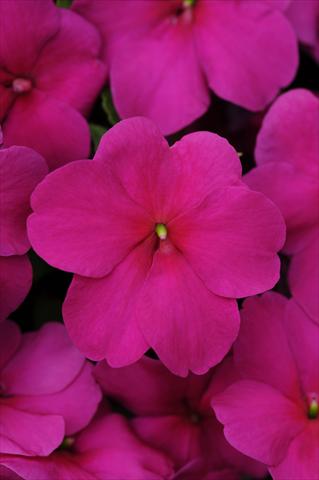 Foto de variedad de flores para ser usadas como: Maceta y planta de temporada Impatiens walleriana Impreza™ Violet
