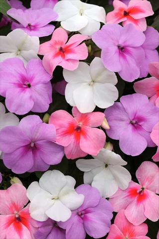 Foto de variedad de flores para ser usadas como: Maceta y planta de temporada Impatiens walleriana Impreza™ Water Color Mixture