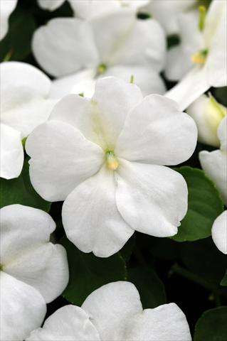 Foto de variedad de flores para ser usadas como: Maceta y planta de temporada Impatiens walleriana Impreza™ White
