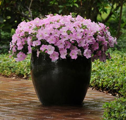 Foto de variedad de flores para ser usadas como: Maceta o cesta de trasplante Petunia x hybrida Easy Wave Mystic Pink Improved