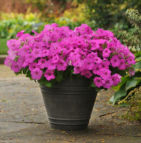 Foto de variedad de flores para ser usadas como: Maceta, patio, Tarrina de colgar Petunia x hybrida Easy Wave Neon