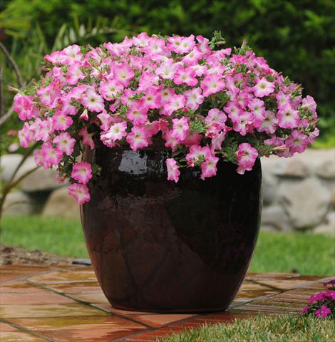 Foto de variedad de flores para ser usadas como: Maceta o cesta de trasplante Petunia x hybrida Easy Wave Pink Dawn