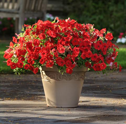 Foto de variedad de flores para ser usadas como: Maceta o cesta de trasplante Petunia x hybrida Easy Wave Red Improved