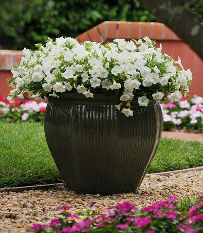 Foto de variedad de flores para ser usadas como: Maceta o cesta de trasplante Petunia x hybrida Shock Wave Coconut