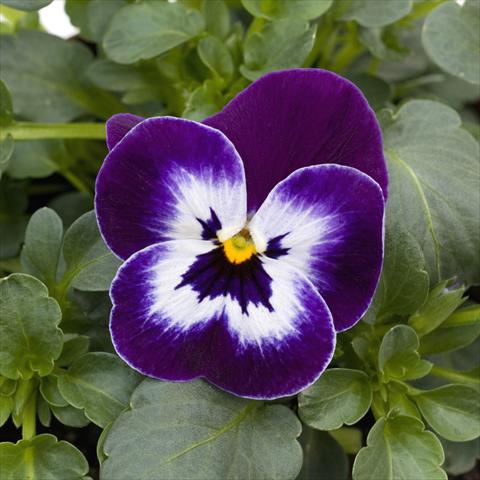 Foto de variedad de flores para ser usadas como: Maceta y planta de temporada Viola cornuta Sorbet™ Purple Face XP