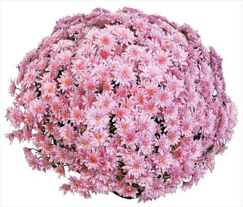 Foto de variedad de flores para ser usadas como: Maceta y planta de temporada Chrysanthemum Aelya
