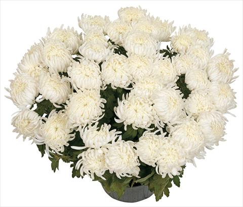 Foto de variedad de flores para ser usadas como: Maceta y planta de temporada Chrysanthemum Bilkis