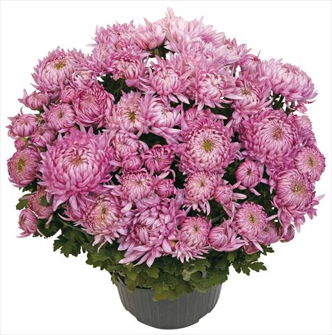 Foto de variedad de flores para ser usadas como: Maceta y planta de temporada Chrysanthemum Calenza Rosa