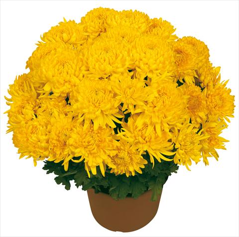 Foto de variedad de flores para ser usadas como: Maceta y planta de temporada Chrysanthemum Diego Giallo