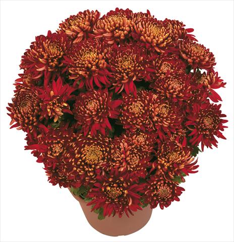 Foto de variedad de flores para ser usadas como: Maceta y planta de temporada Chrysanthemum Diego Rosso