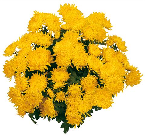 Foto de variedad de flores para ser usadas como: Maceta y planta de temporada Chrysanthemum Soleil Voile