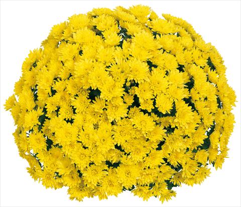 Foto de variedad de flores para ser usadas como: Maceta y planta de temporada Chrysanthemum Souridor