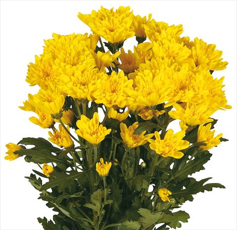 Foto de variedad de flores para ser usadas como: Flor cortada Chrysanthemum Amadores