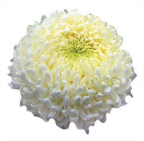 Foto de variedad de flores para ser usadas como: Flor cortada Chrysanthemum Apollo