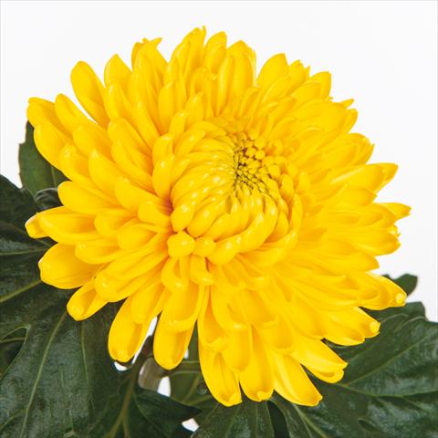 Foto de variedad de flores para ser usadas como: Flor cortada Chrysanthemum Fuego Yellow