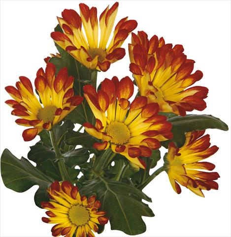 Foto de variedad de flores para ser usadas como: Flor cortada Chrysanthemum Roma Dark