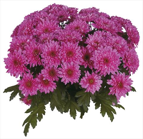 Foto de variedad de flores para ser usadas como: Flor cortada Chrysanthemum Safin Purple