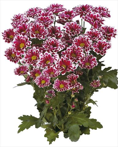 Foto de variedad de flores para ser usadas como: Flor cortada Chrysanthemum Tequila