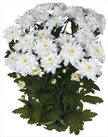 Foto de variedad de flores para ser usadas como: Flor cortada Chrysanthemum Topaz