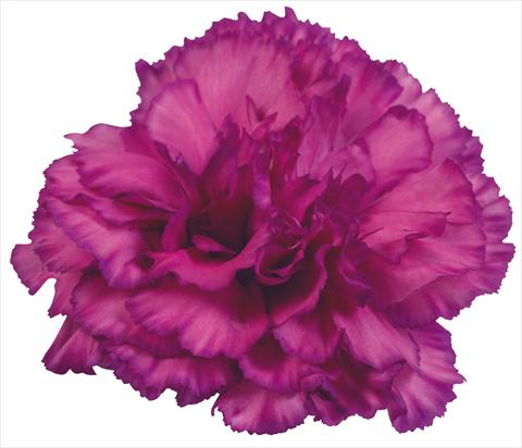 Foto de variedad de flores para ser usadas como: Flor cortada Dianthus caryophyllus Bernini Fantasi Viola