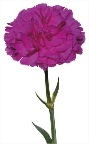 Foto de variedad de flores para ser usadas como: Flor cortada Dianthus caryophyllus Lorrain
