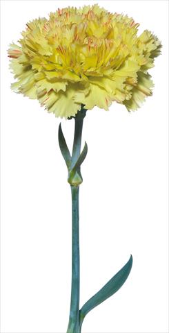 Foto de variedad de flores para ser usadas como: Flor cortada Dianthus caryophyllus Pollaiolo