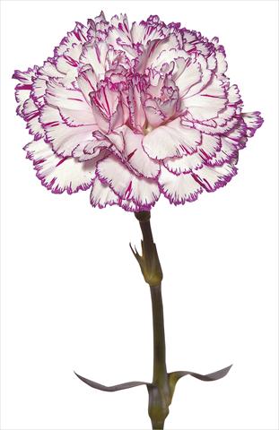 Foto de variedad de flores para ser usadas como: Flor cortada Dianthus caryophyllus Tico Tico Fantasi Nuova
