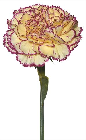 Foto de variedad de flores para ser usadas como: Flor cortada Dianthus caryophyllus Tico Tico Giallo Porpora