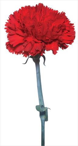 Foto de variedad de flores para ser usadas como: Flor cortada Dianthus caryophyllus Vincidor
