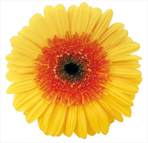 Foto de variedad de flores para ser usadas como: Flor cortada Gerbera jamesonii Brandy
