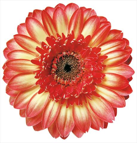 Foto de variedad de flores para ser usadas como: Flor cortada Gerbera jamesonii Marisol