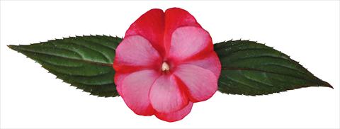 Foto de variedad de flores para ser usadas como: Maceta y planta de temporada Impatiens N. Guinea Paradise® Amuna