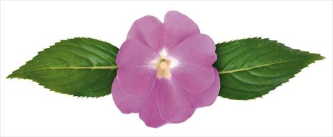 Foto de variedad de flores para ser usadas como: Maceta y planta de temporada Impatiens N. Guinea Paradise® Moyo