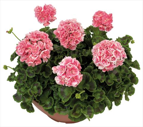 Foto de variedad de flores para ser usadas como: Patio, Maceta Pelargonium zonale Solar Light Briseide®