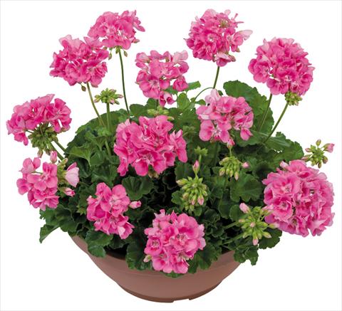 Foto de variedad de flores para ser usadas como: Patio, Maceta Pelargonium zonale Solar Light Euphoria®