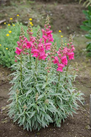 Foto de variedad de flores para ser usadas como: Maceta y planta de temporada Antirrhinum majus Eternal Magenta