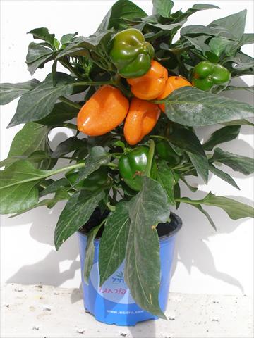 Foto de variedad de flores para ser usadas como: Maceta y planta de temporada Capsicum annuum Hobby Tiny Bells Orange