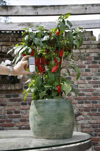 Foto de variedad de flores para ser usadas como: Maceta y planta de temporada Capsicum annuum Hobby Tiny Bells Red