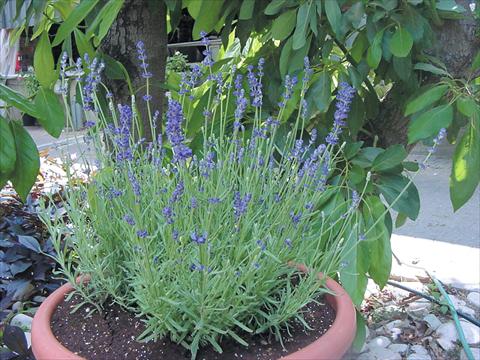 Foto de variedad de flores para ser usadas como: Maceta y planta de temporada Lavandula angustifolia Hidcote Blue