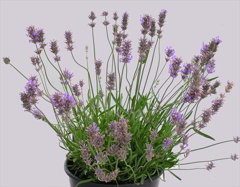 Foto de variedad de flores para ser usadas como: Maceta y planta de temporada Lavandula intermedia Grosso