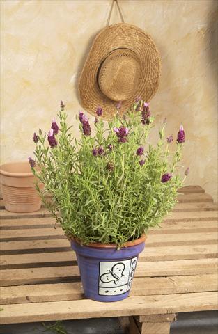 Foto de variedad de flores para ser usadas como: Maceta y planta de temporada Lavandula stoechas Madrid™ Bella Pink