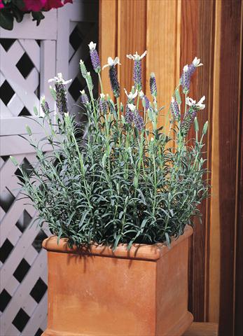 Foto de variedad de flores para ser usadas como: Maceta y planta de temporada Lavandula stoechas Madrid™ Blue