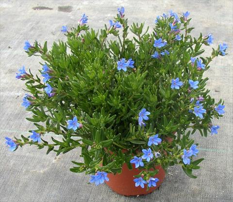 Foto de variedad de flores para ser usadas como: Maceta y planta de temporada Lithodora diffusa Heavenly Blue